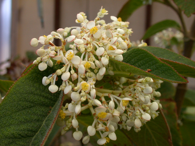 B. egregia